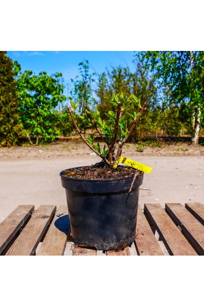 Гортензія волотиста Мохіто в контейнері 3 л стрижена